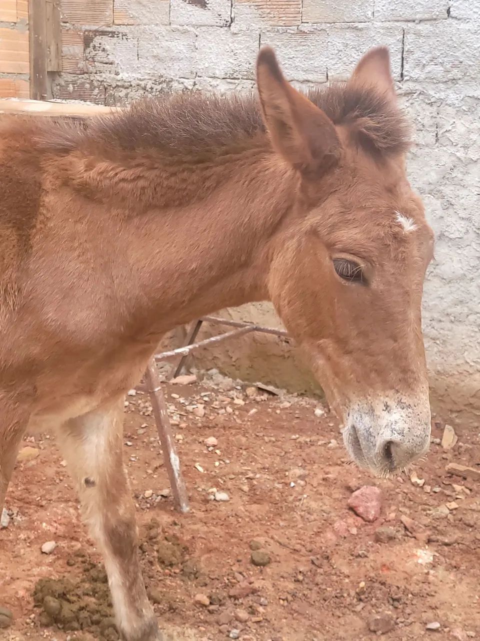 Vendo Burro 2500 reais