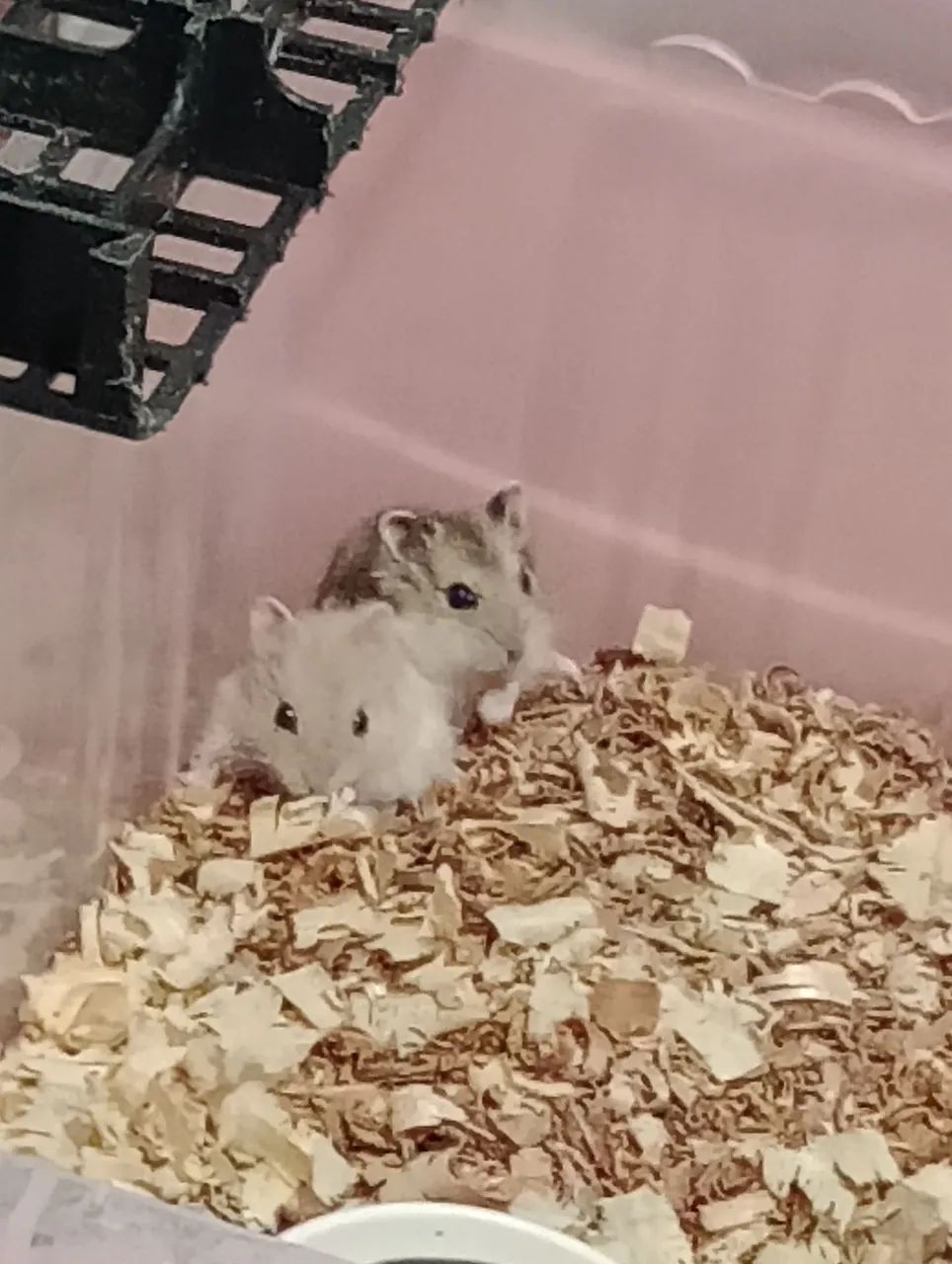 Hamsters Sírios e Russos  - Foto 2