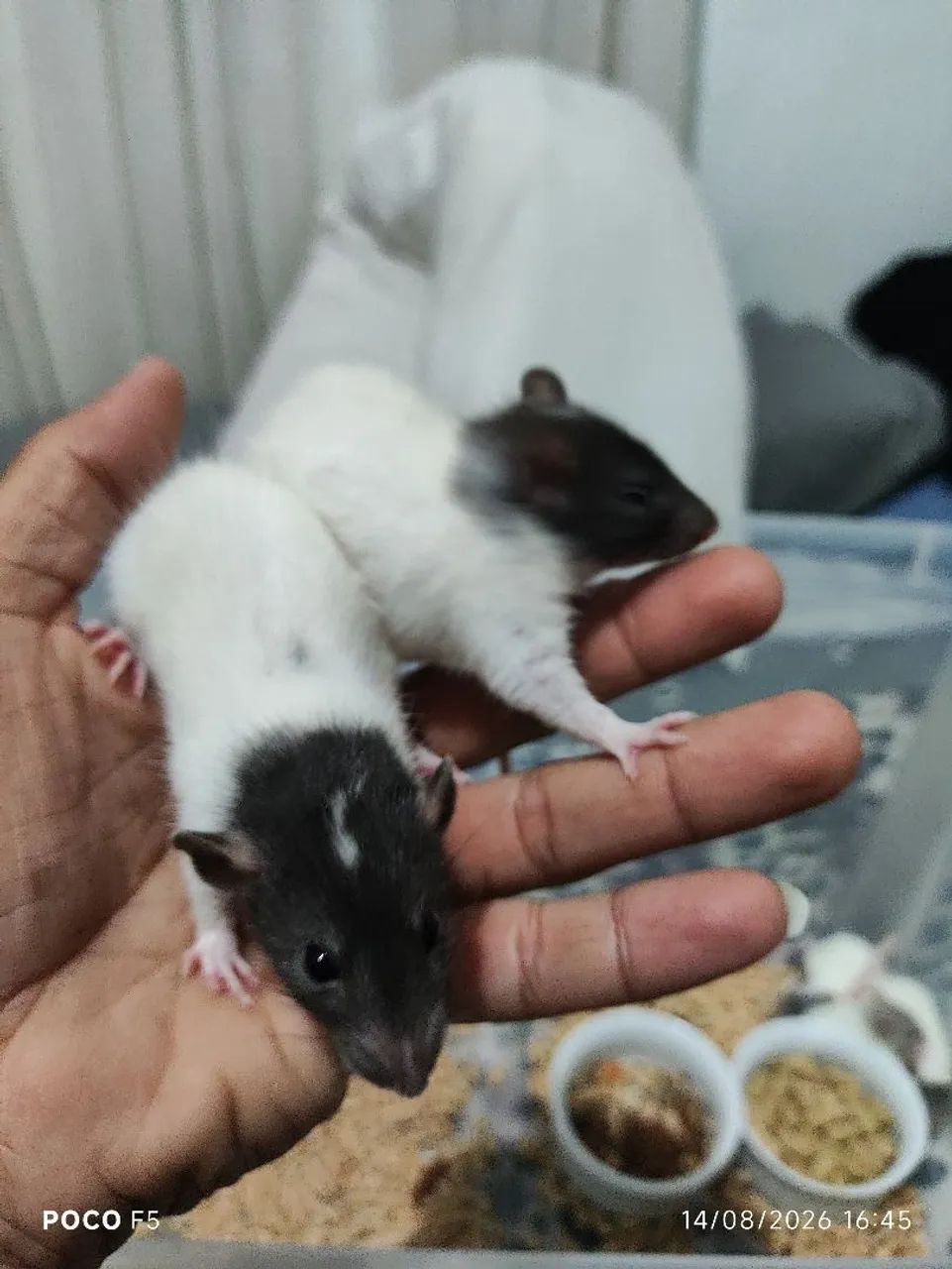 Ratos twisters  - Foto 5
