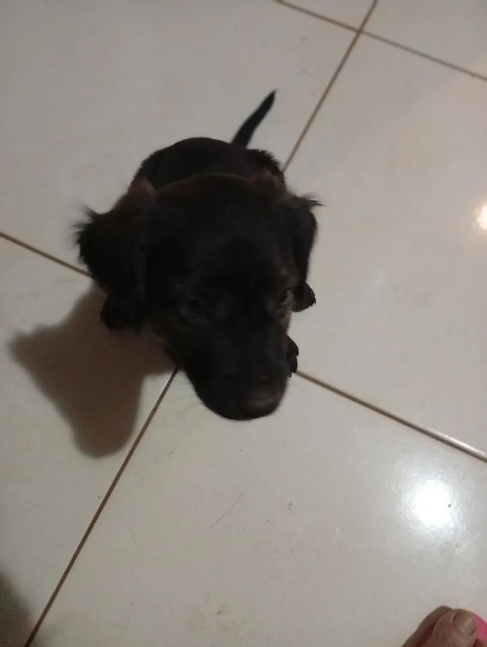 Adoção  - Foto 2