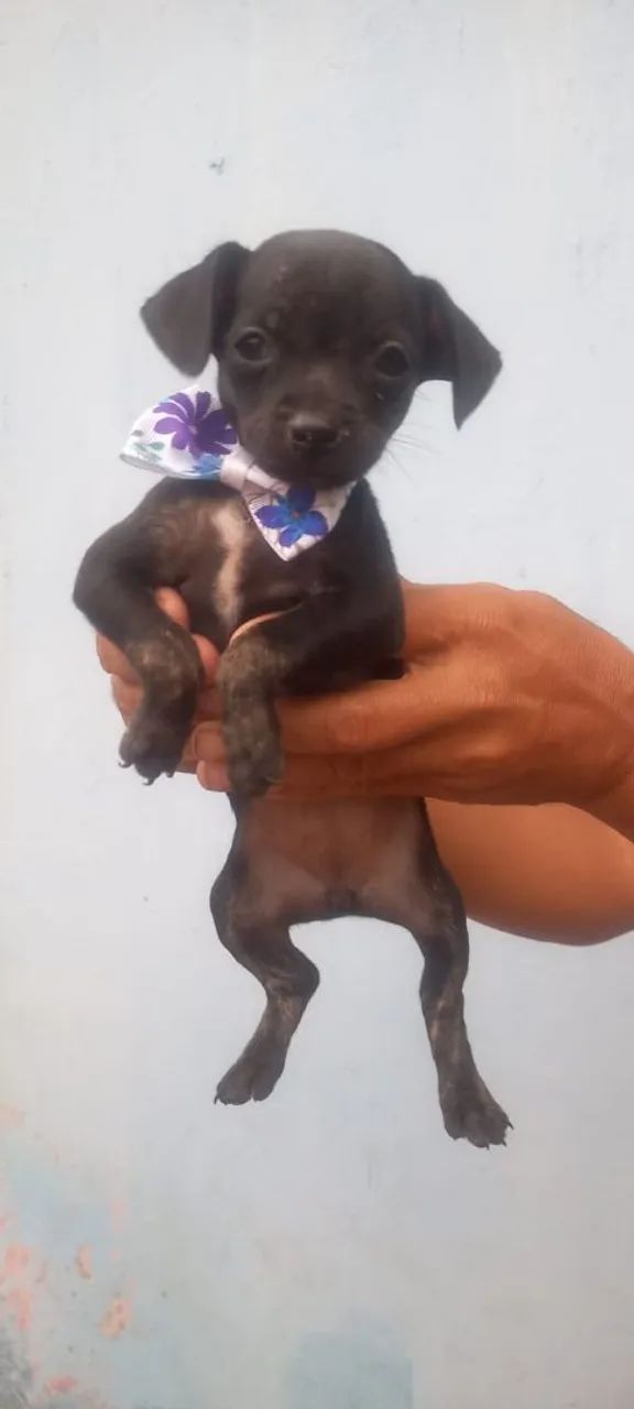 Cachorro pischer filhotes - Foto 4