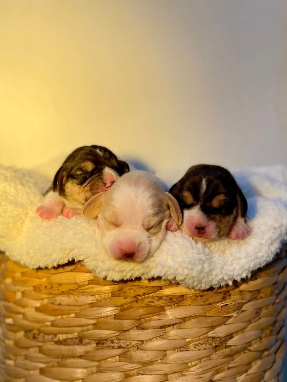 Beagle - Foto 4