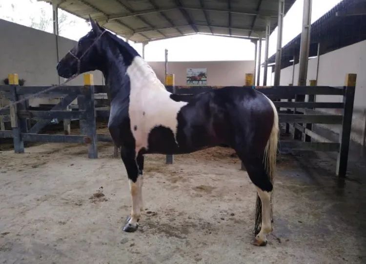 POTRO MM neto do Lótus da Catimba!!! - Foto 6