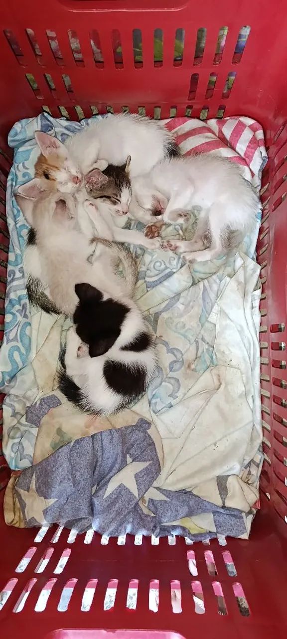 Gatinhos para adoção! - Foto 3