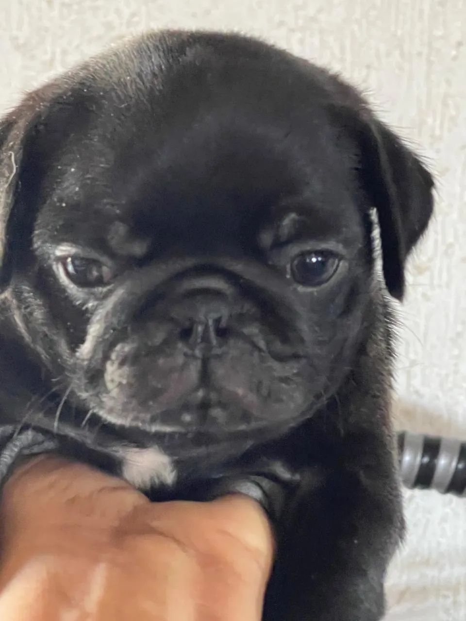 Pug - Foto 3