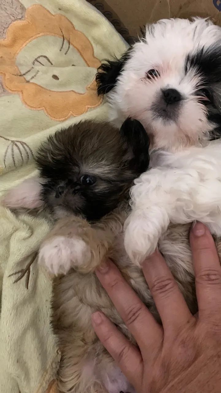 LINDOS SHITZUS MINIATURA!!