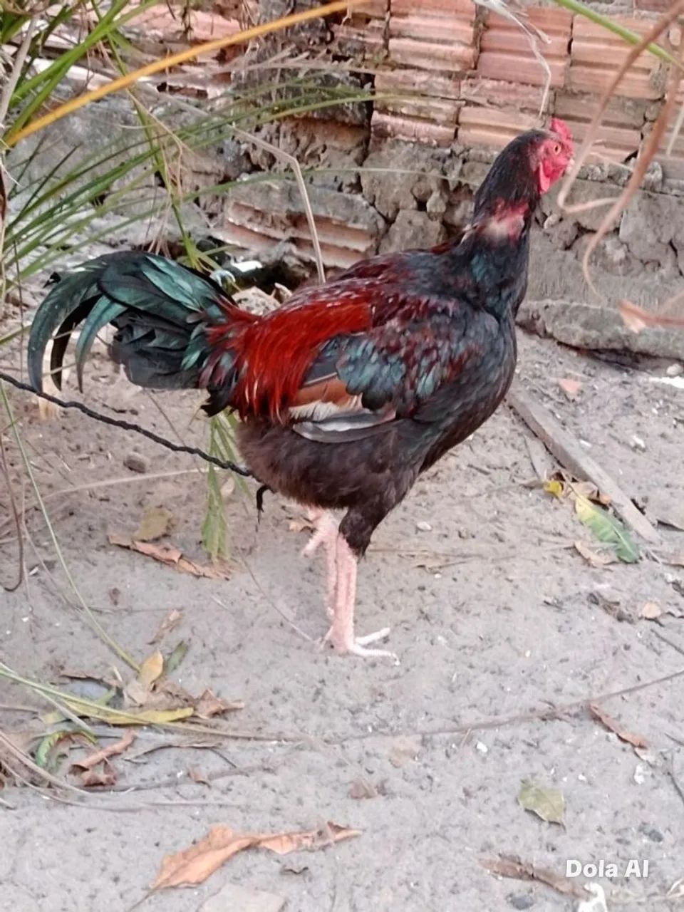 Gali carioca