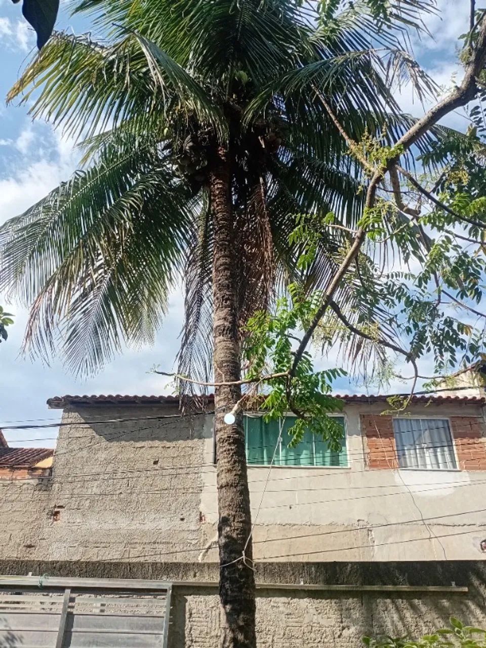 Árvores frutíferas  - Foto 5