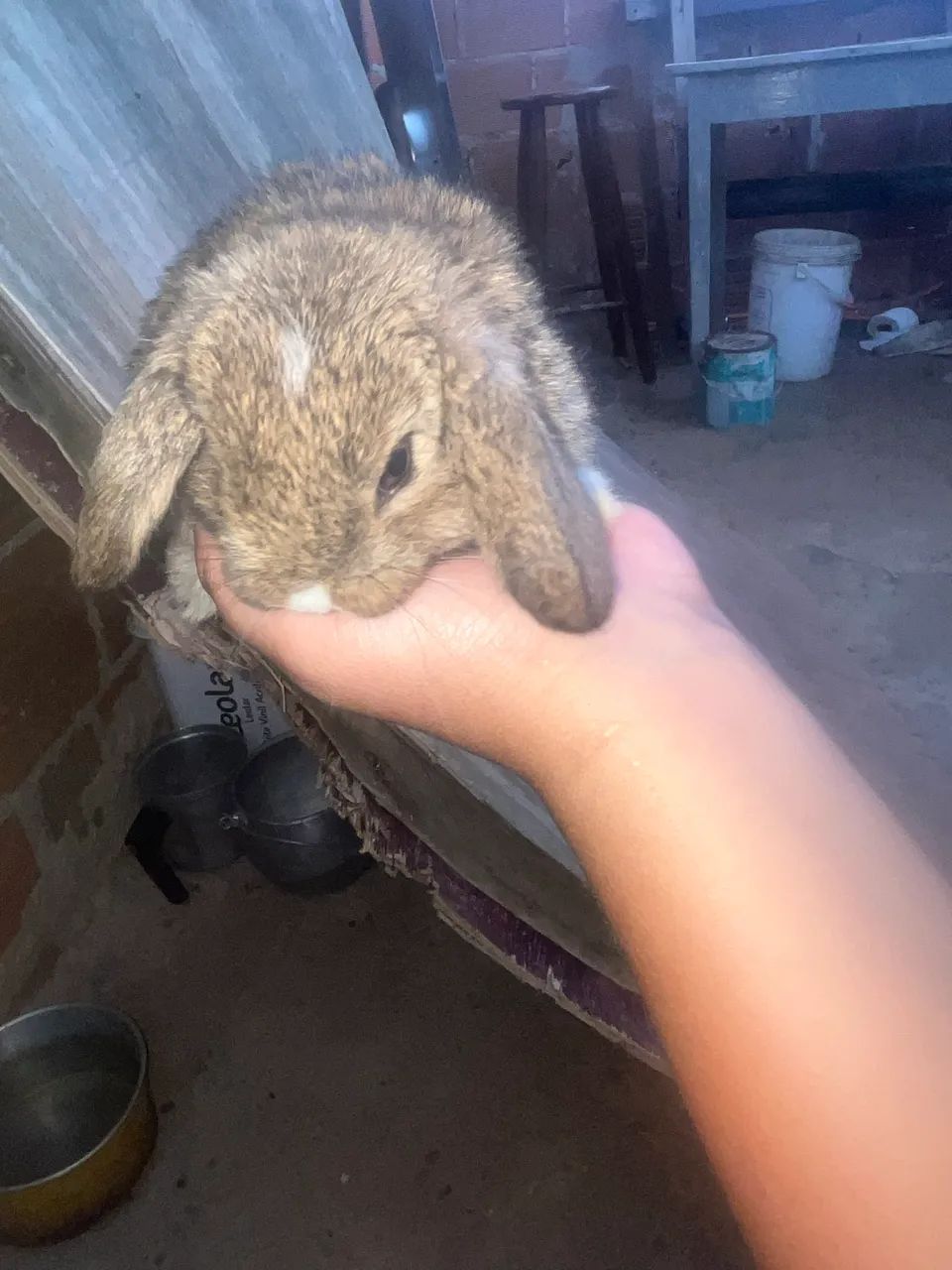 Filhotes de coelho mine lop - Foto 2