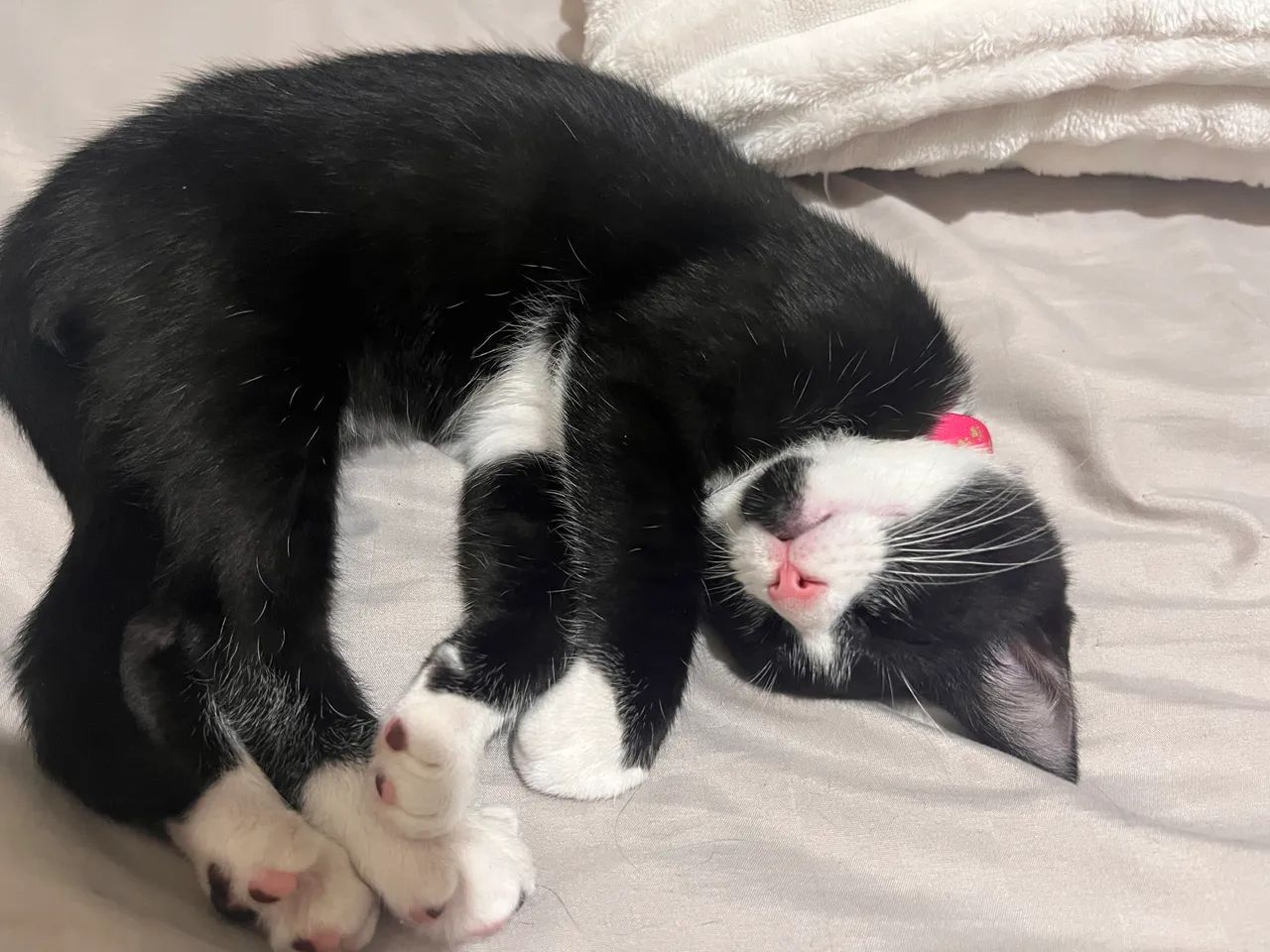 Gatinha para adoção  - Foto 2