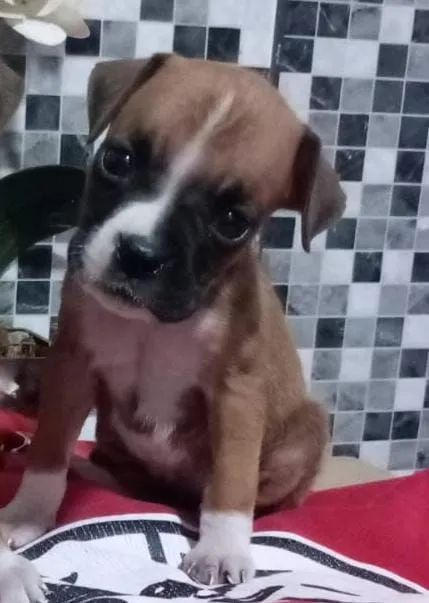 Boxer, Caes Filhotes com Pedigree  - Foto 2