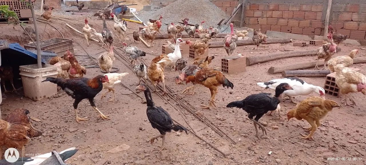 Frango e fraga  - Foto 5