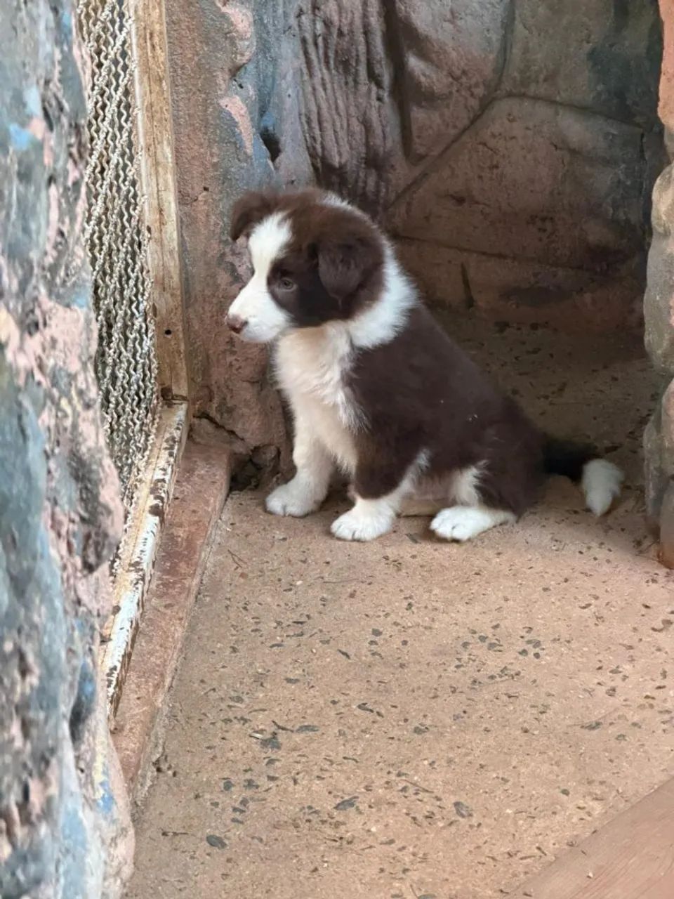 Border collie inteligente 