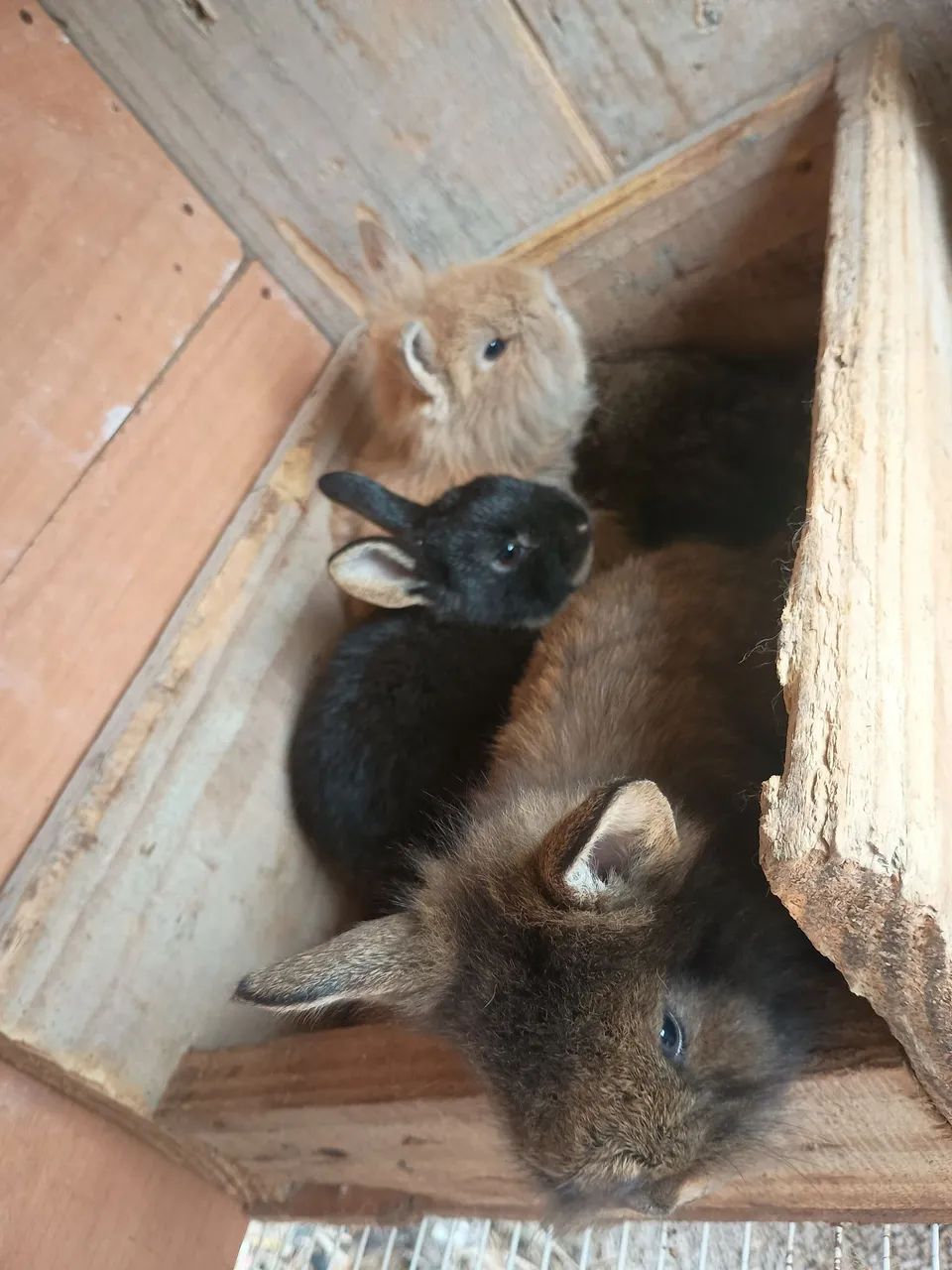 Vendo coelhos  - Foto 4