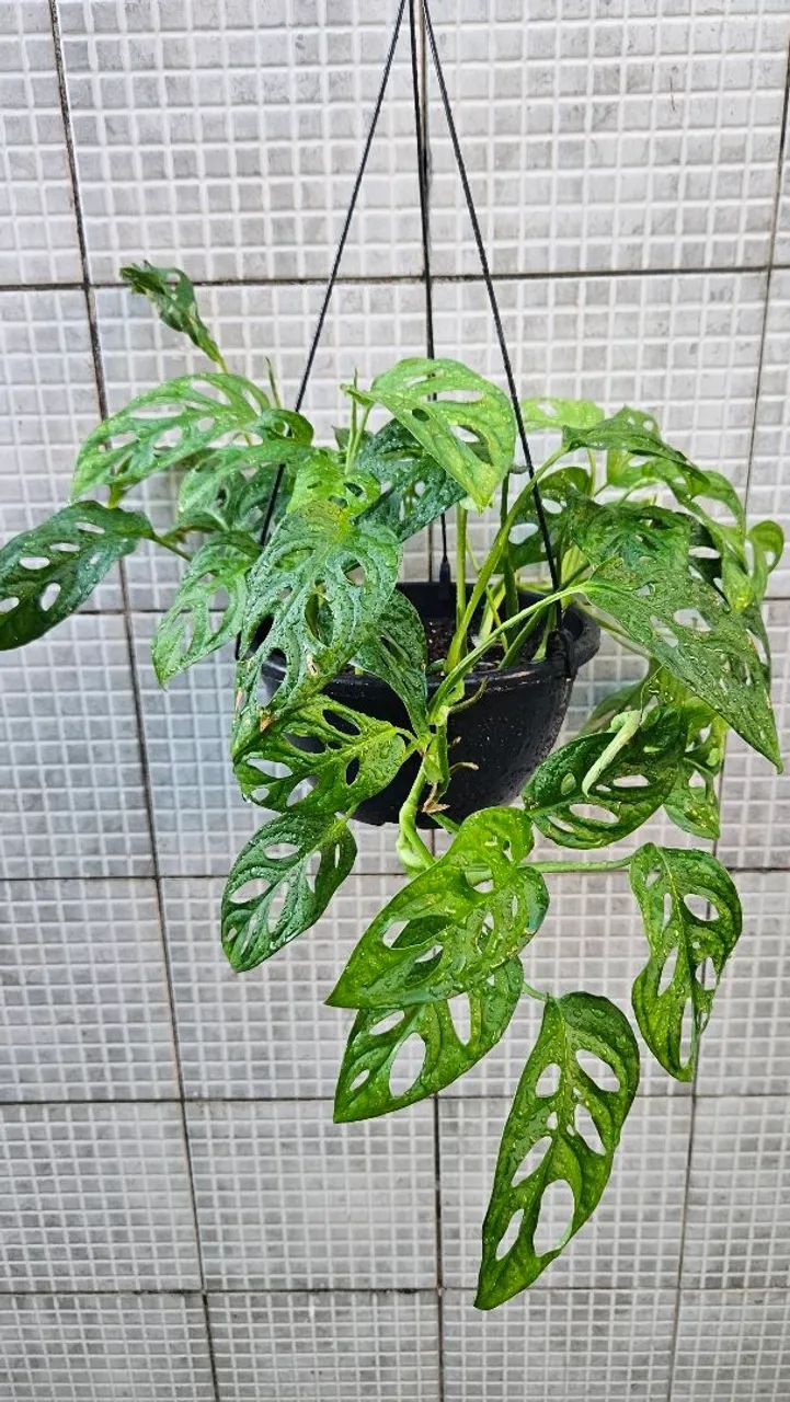 PLANTA MONSTERA ADANSONII - Foto 2