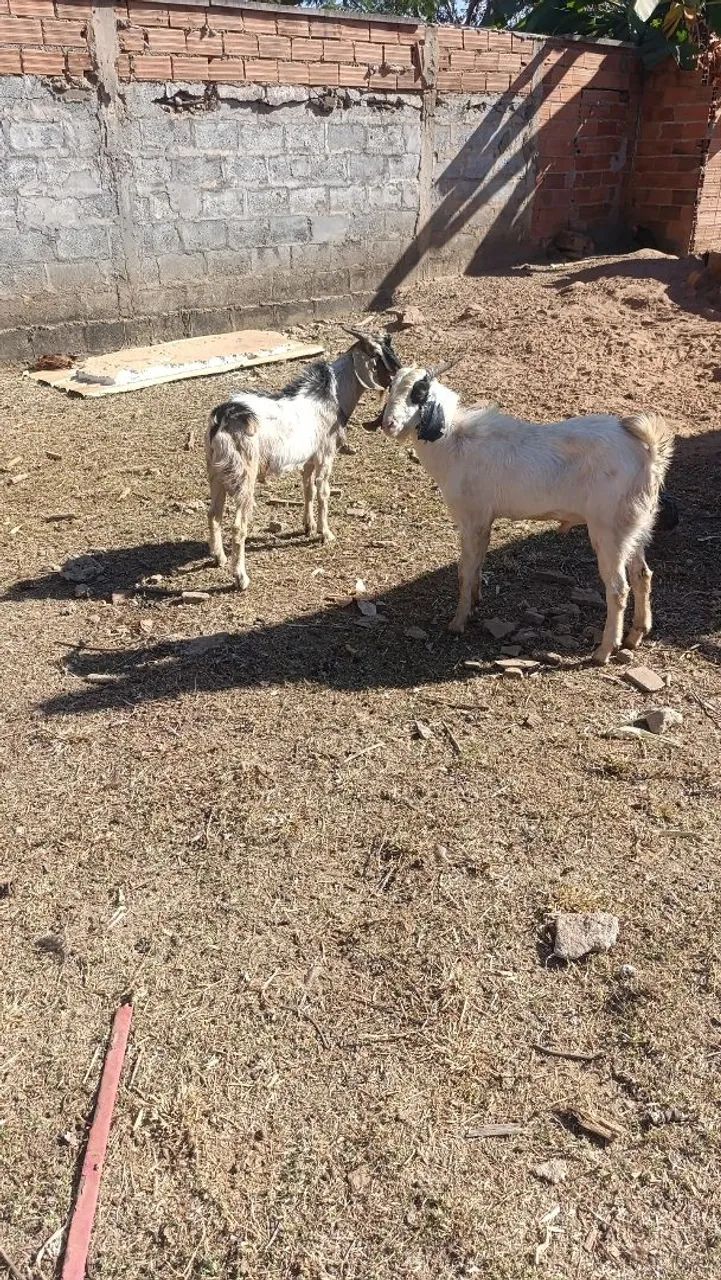 Cabra e cabrito  - Foto 3