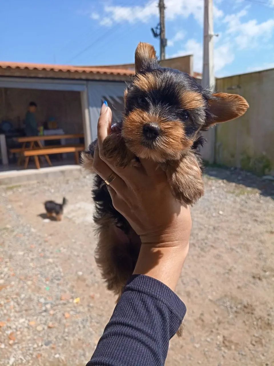 Yorkshire Terrier  - Foto 3
