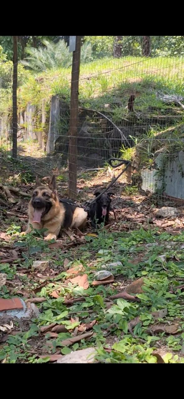 Passeador de Cães (Pet Walker) - Mogi Guaçu - Foto 3