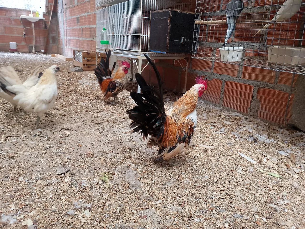 Serama o menor galo do mundo - Foto 4