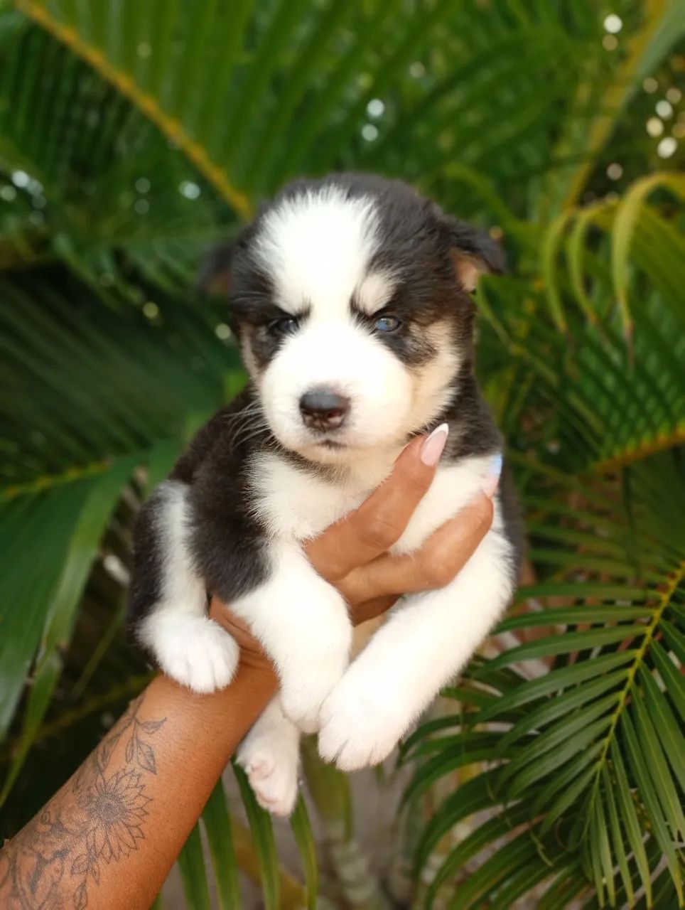 Husky siberiano filhote  - Foto 2