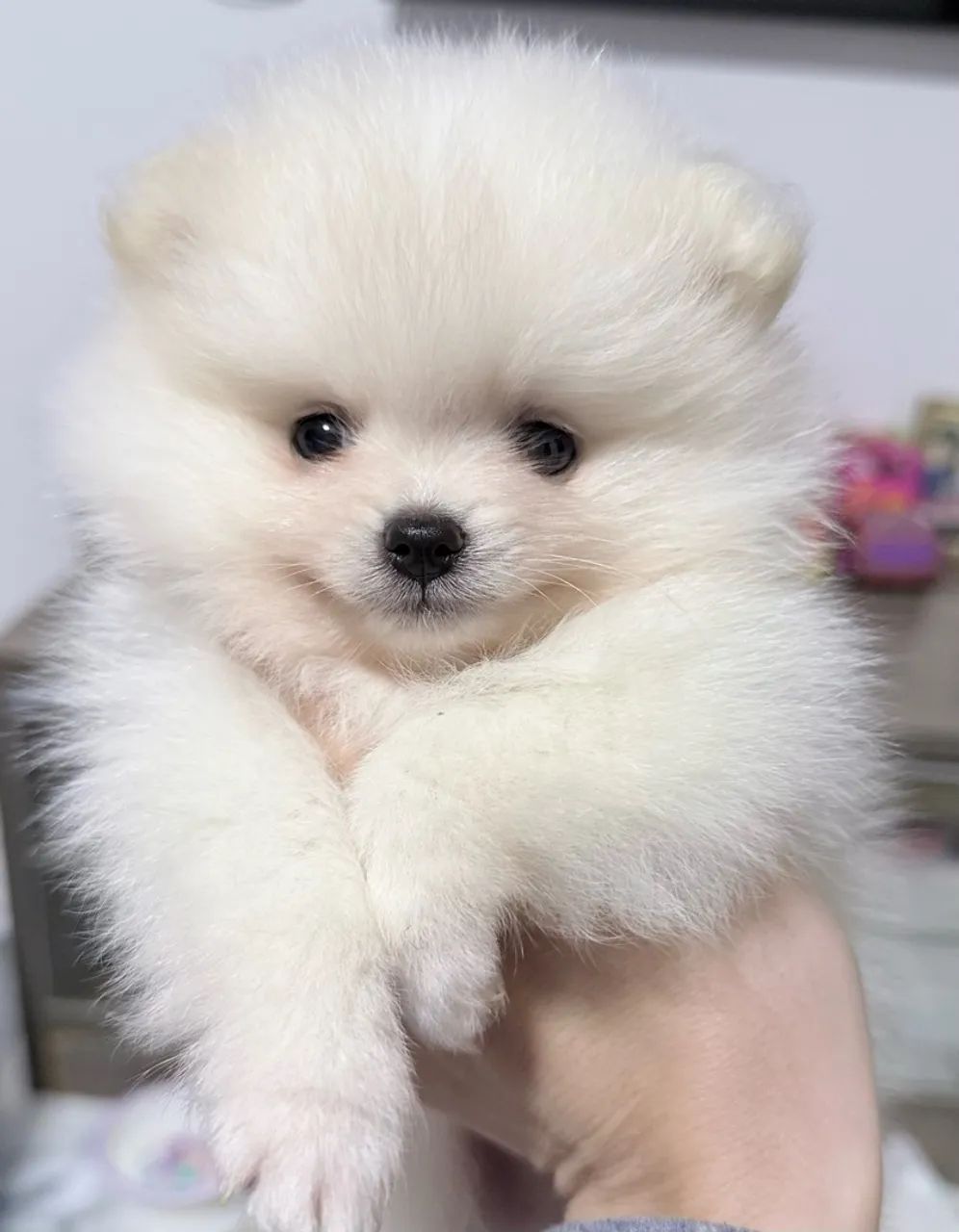 Filhotes Spitz alemao  - Foto 4
