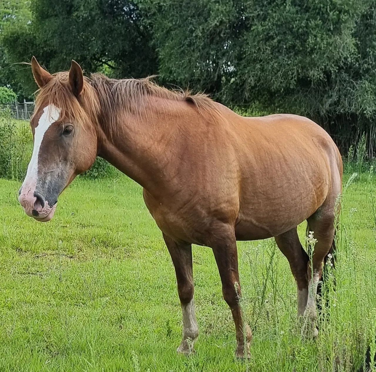 Vendo Égua  - Foto 2