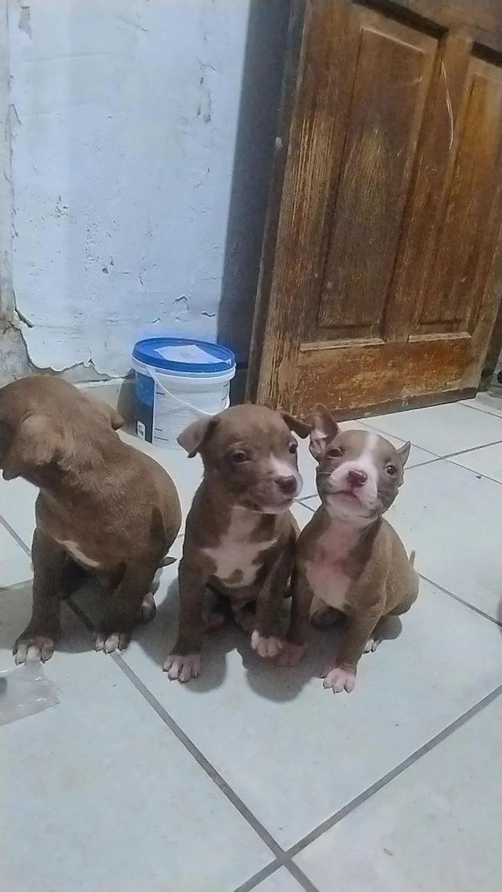 Pitbull 