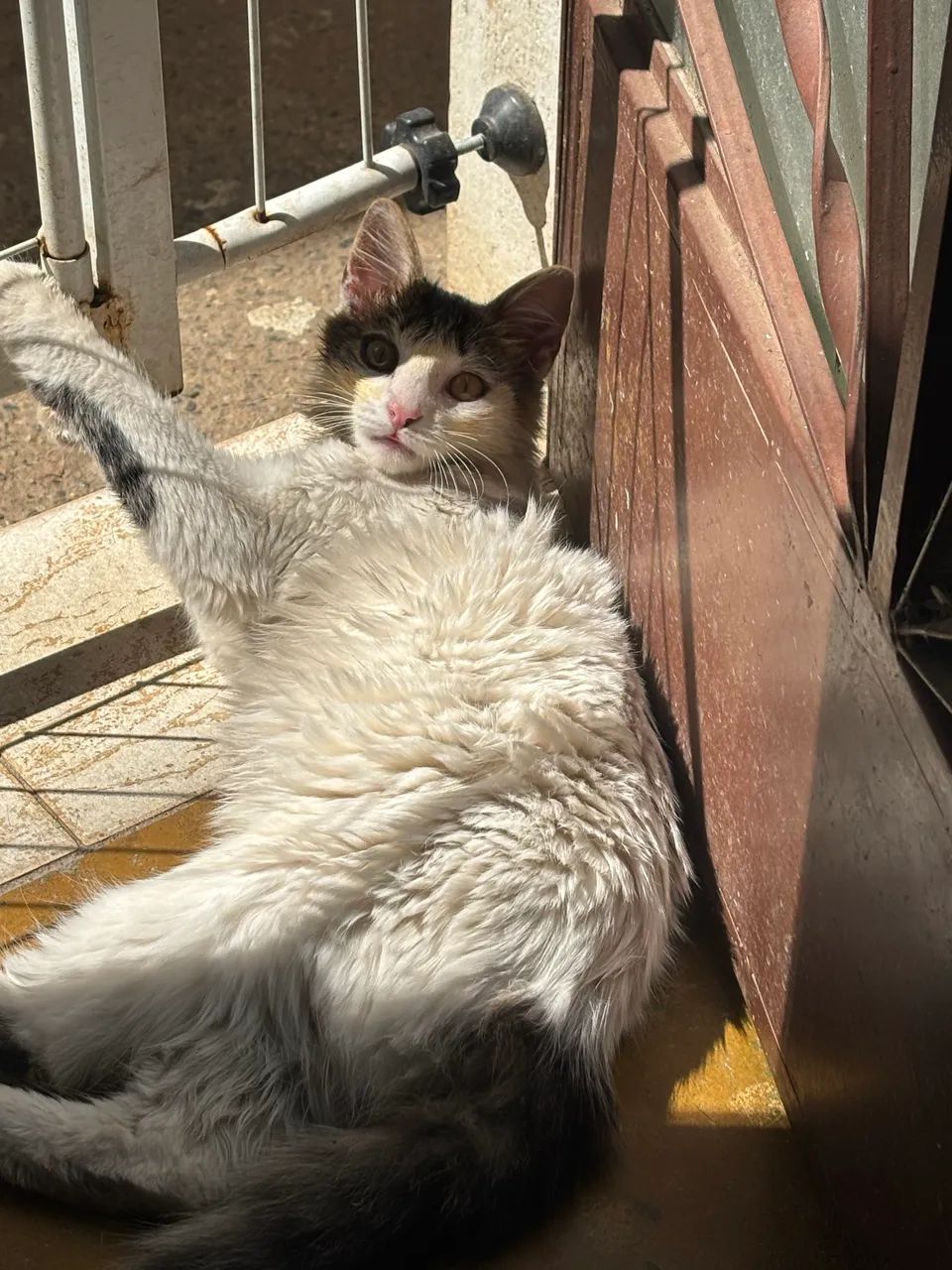 Gato macho - Foto 2