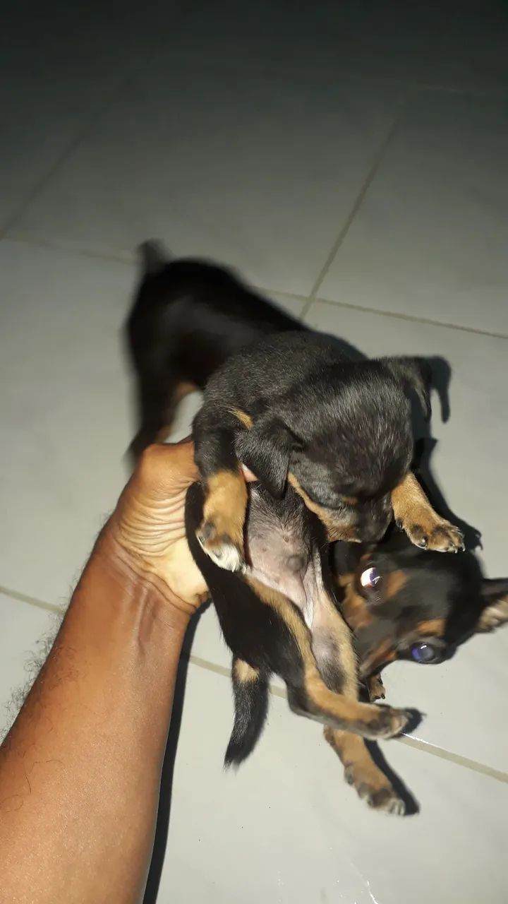 Filhote de pinscher n1 MACHO  - Foto 4