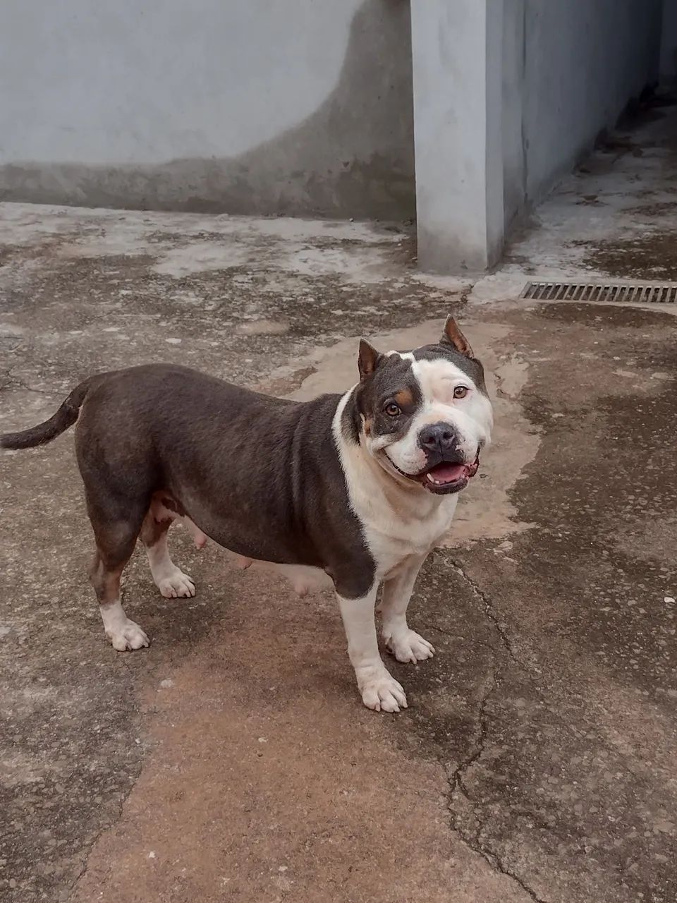 Pitbull  - Foto 3