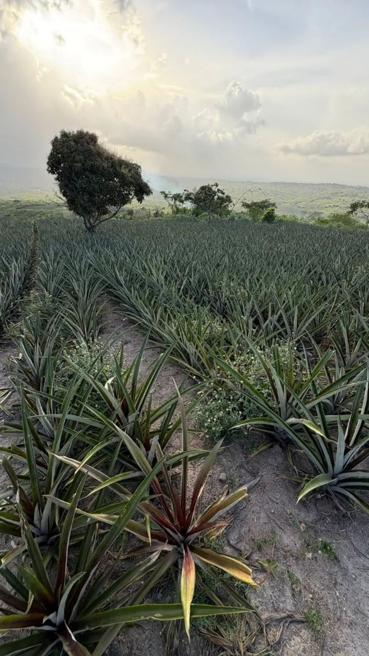 PROPRIEDADE RURAL À VENDA NO MUNICÍPIO DE POMBOS/PE - Foto 3