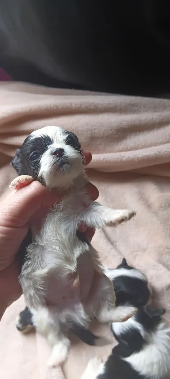 Filhotes  de LHASA  - Foto 4
