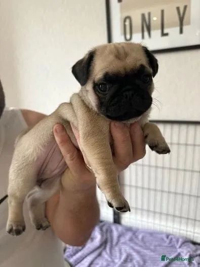 Cãozinho pug dócil e saudável pronto para entrega em SP