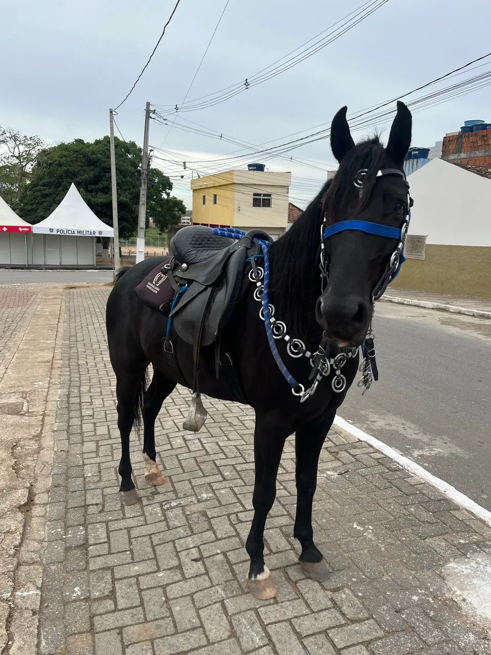 Cavalo Preto Marcha Picada - Foto 3