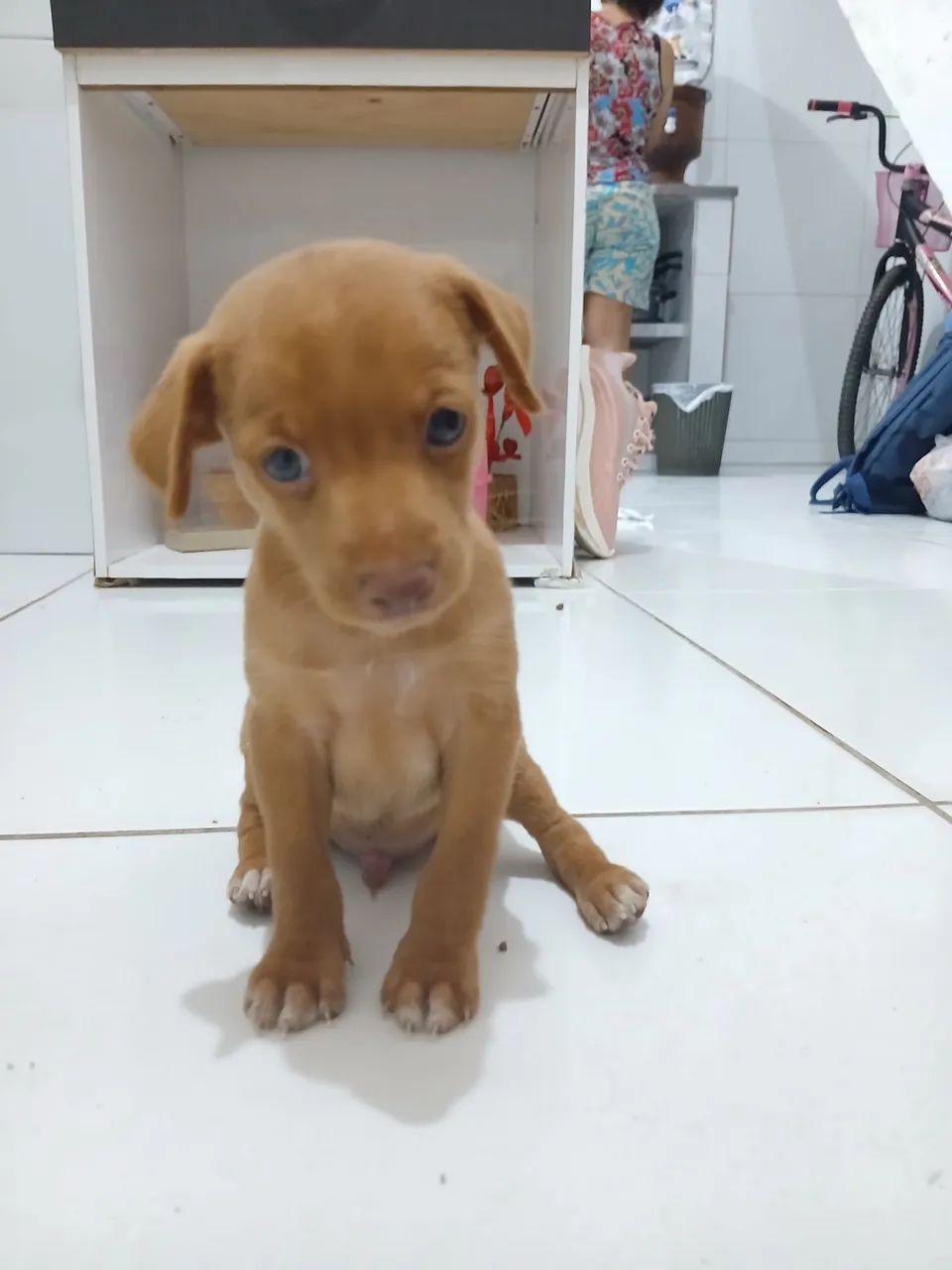 Vendo pinscher número  1  - Foto 4