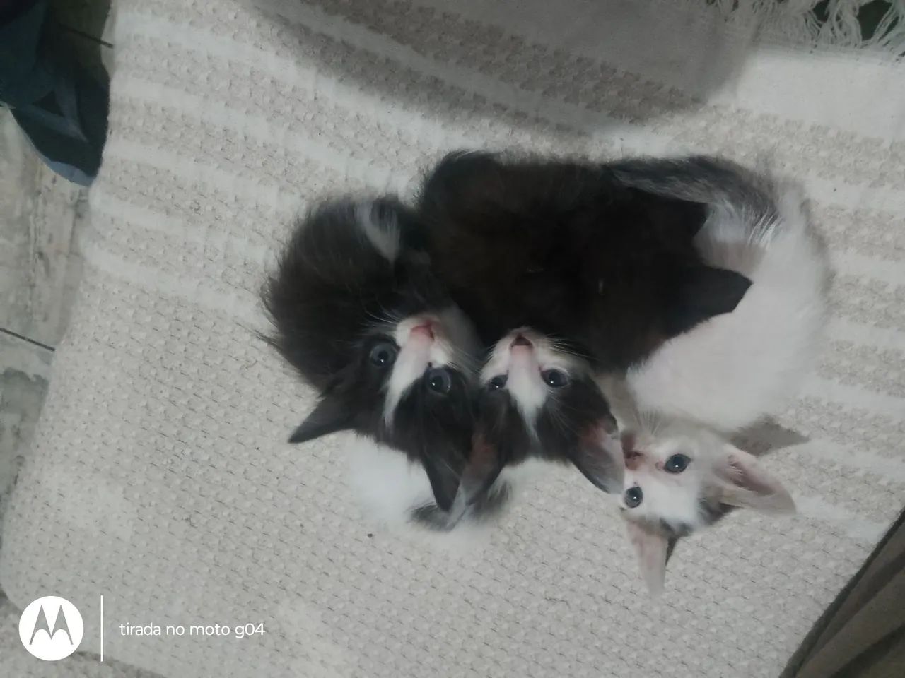 Doa gatinhos 