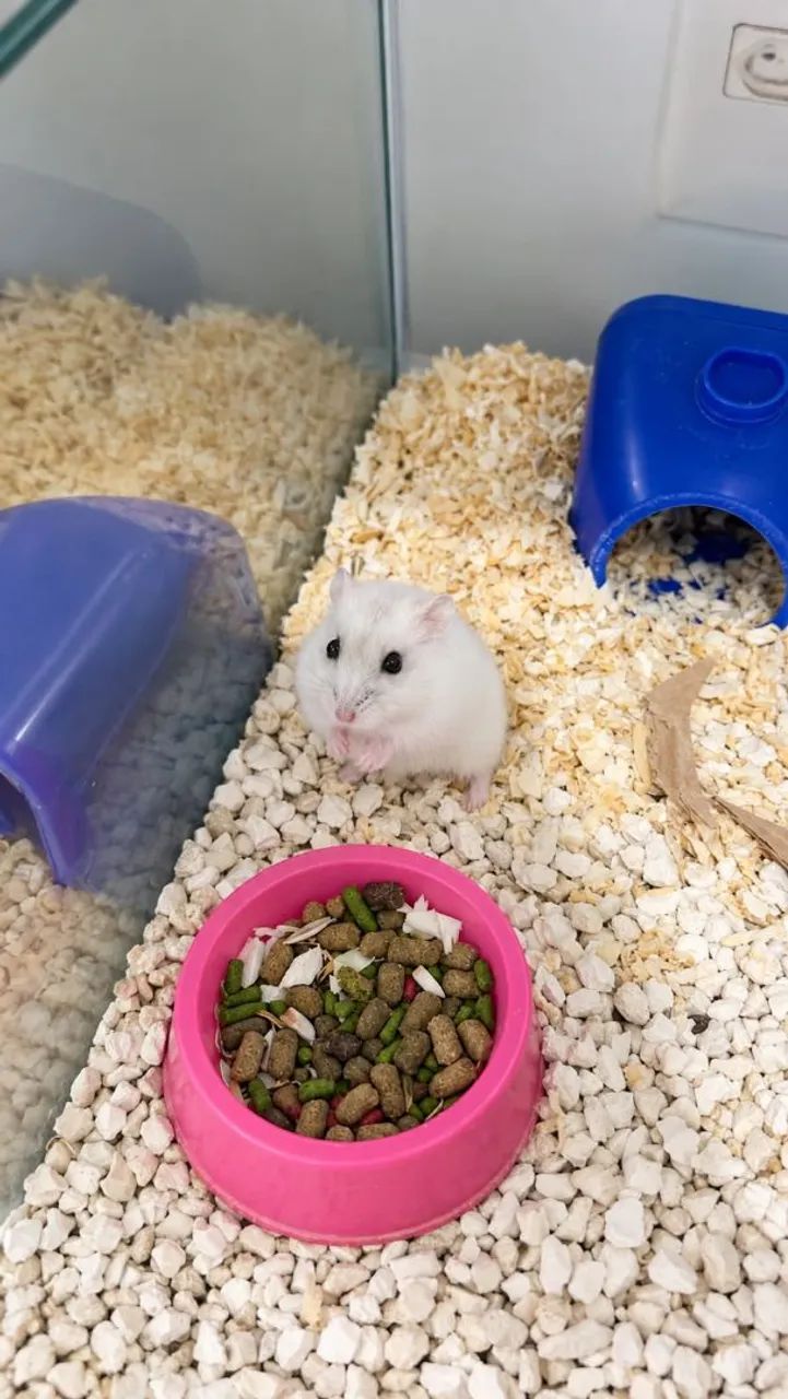 Hamster anão russo 