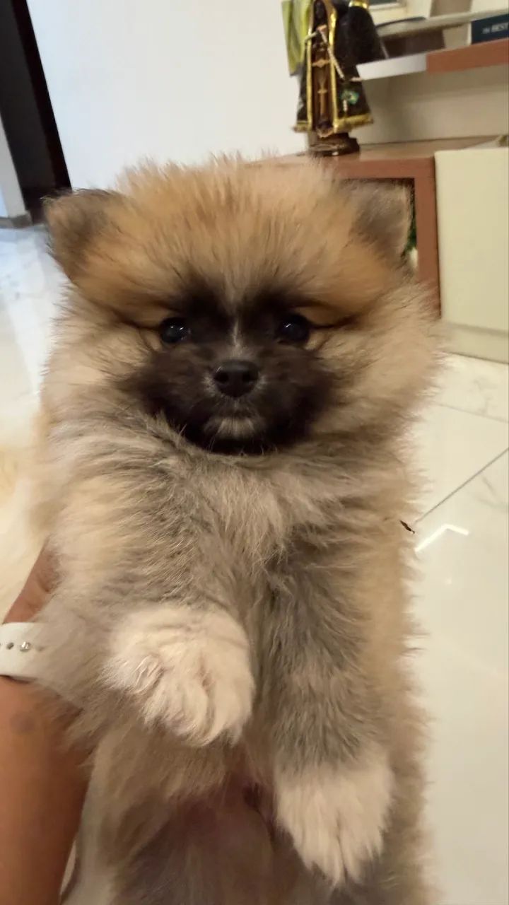 Spitz alemão  - Foto 2