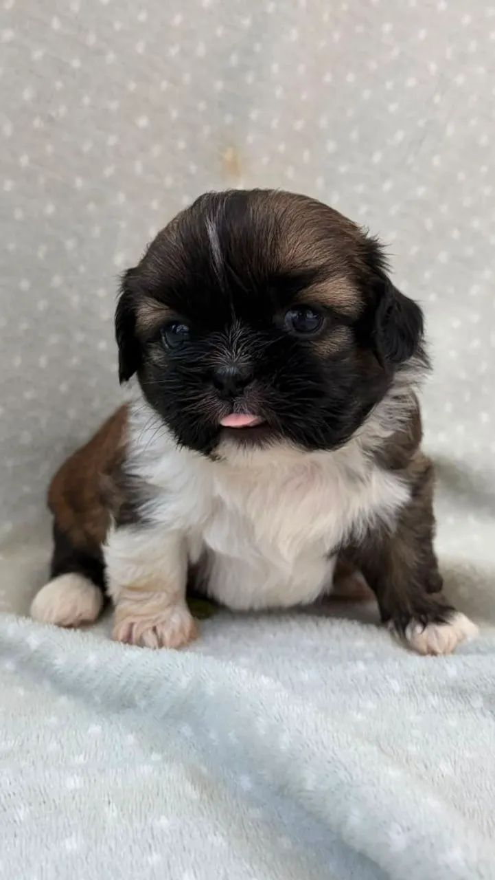 ShihTzu Macho disponível  - Foto 5