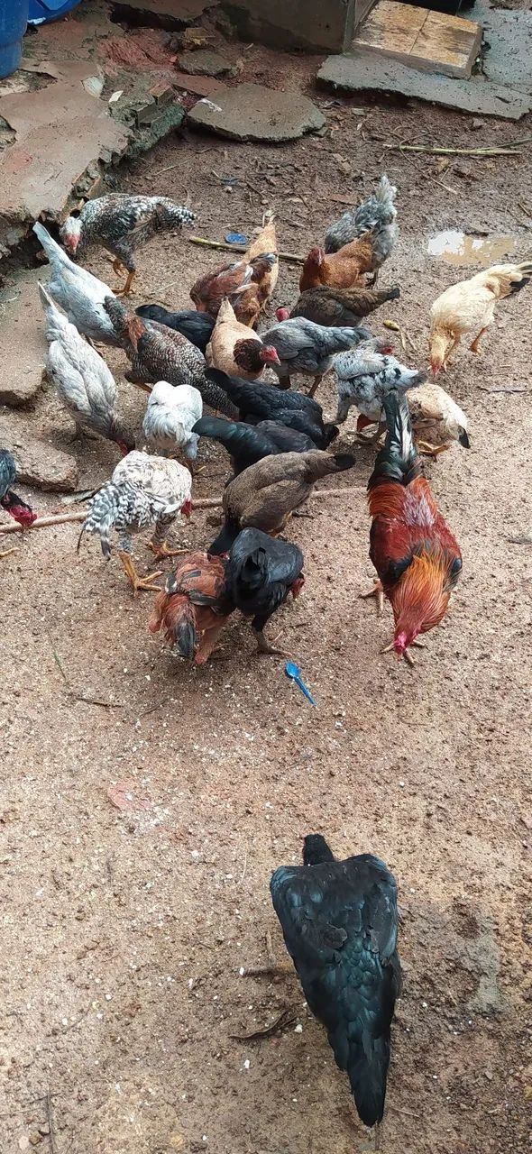 Frangos e Galo caipira - Foto 4