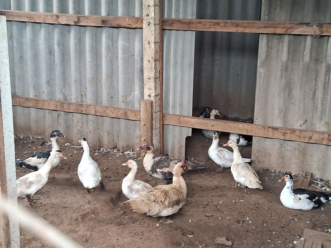 Patas femeas e dois macho todos novos - Foto 5