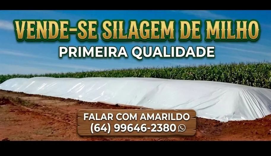 silagem de milho