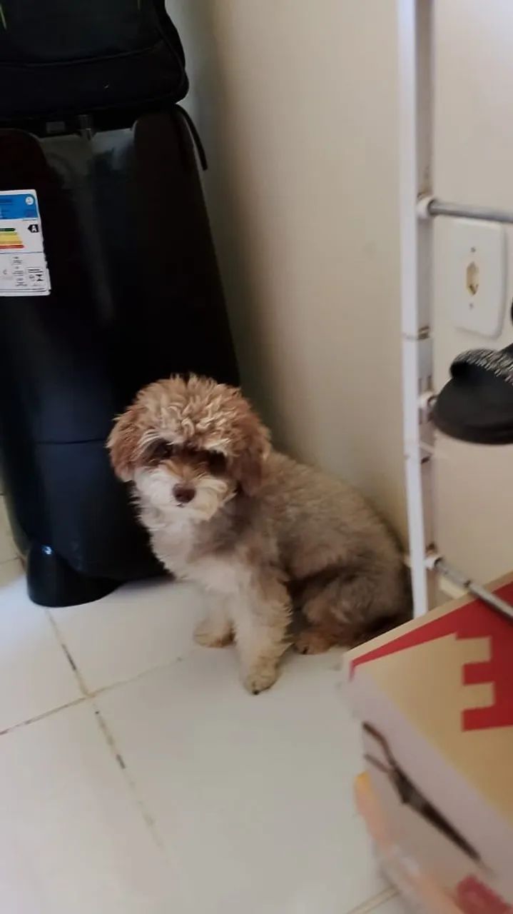 Cachorro - Foto 2