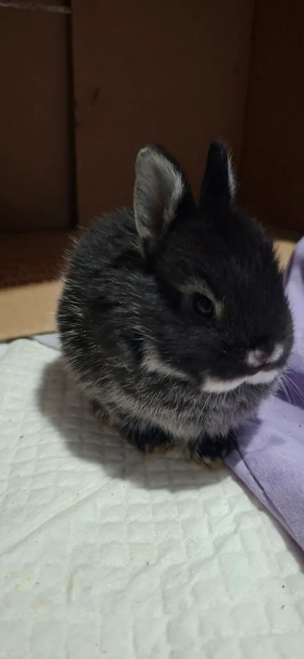 Animais  - Foto 2