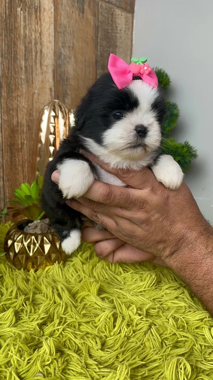 Fêmea ShihTzu  - Foto 2