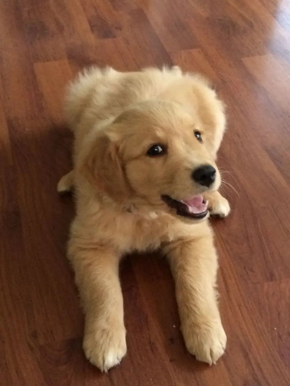 Golden 