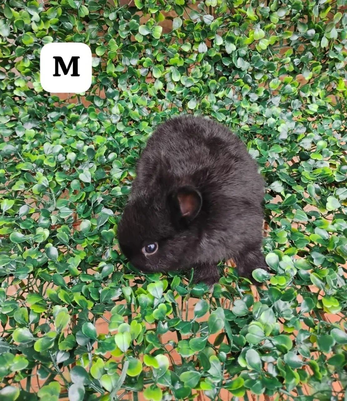 Vendo mini coelhos. - Foto 5