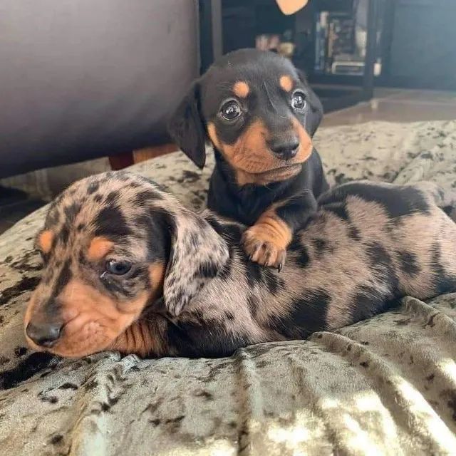 Basset teckel lindos 