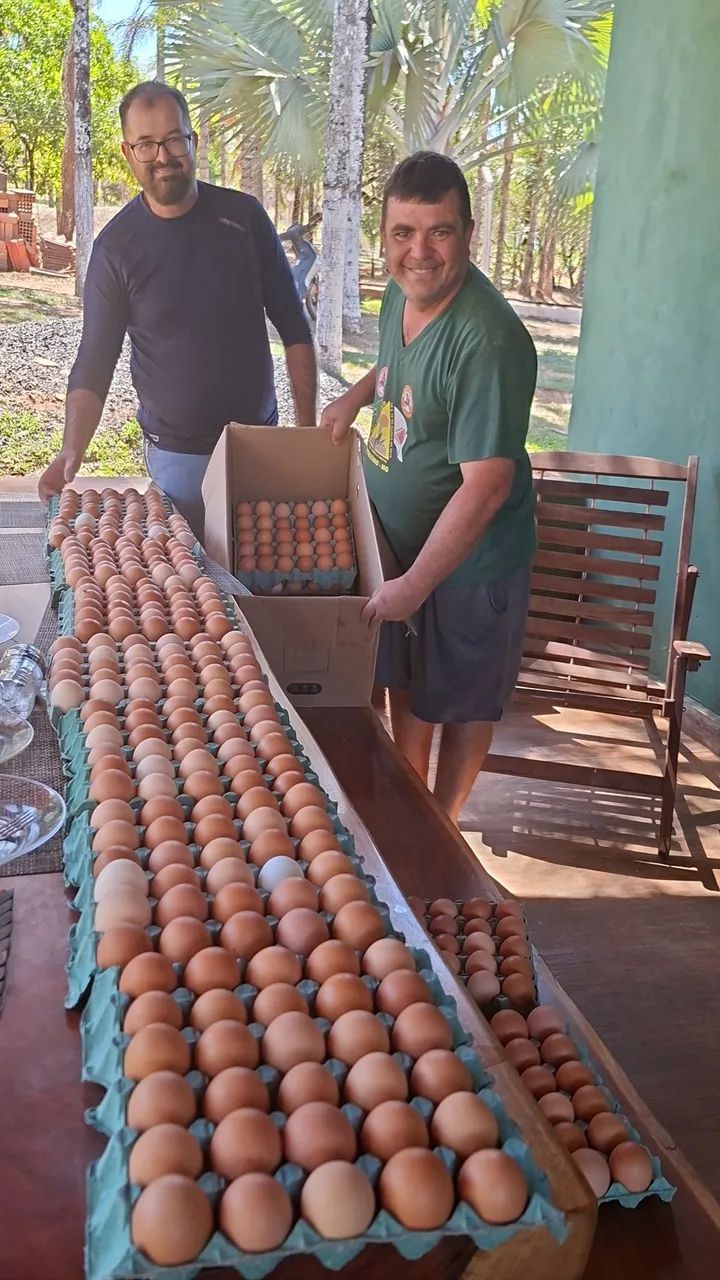 Ovos caipira  - Foto 5