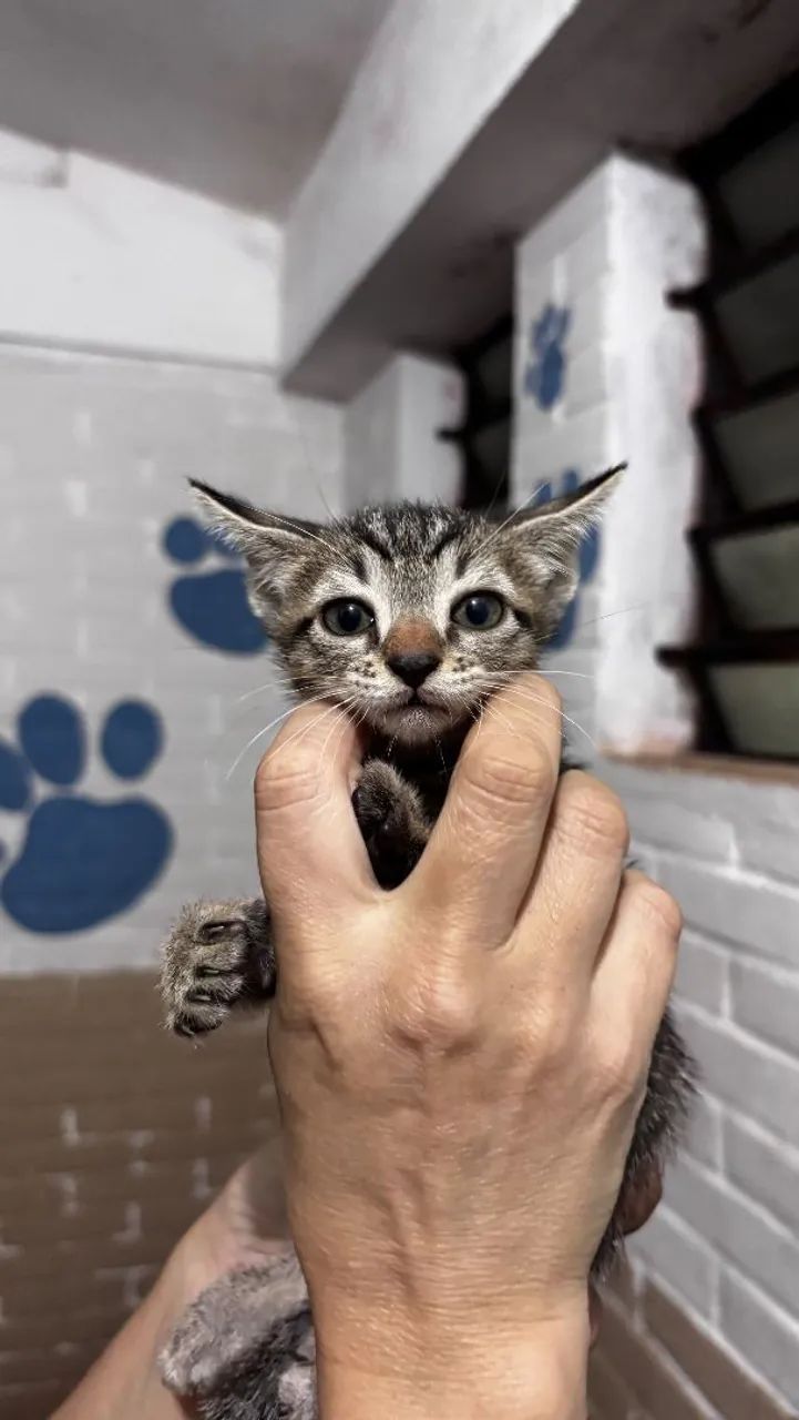 Gatinhas para adoção  - Foto 2